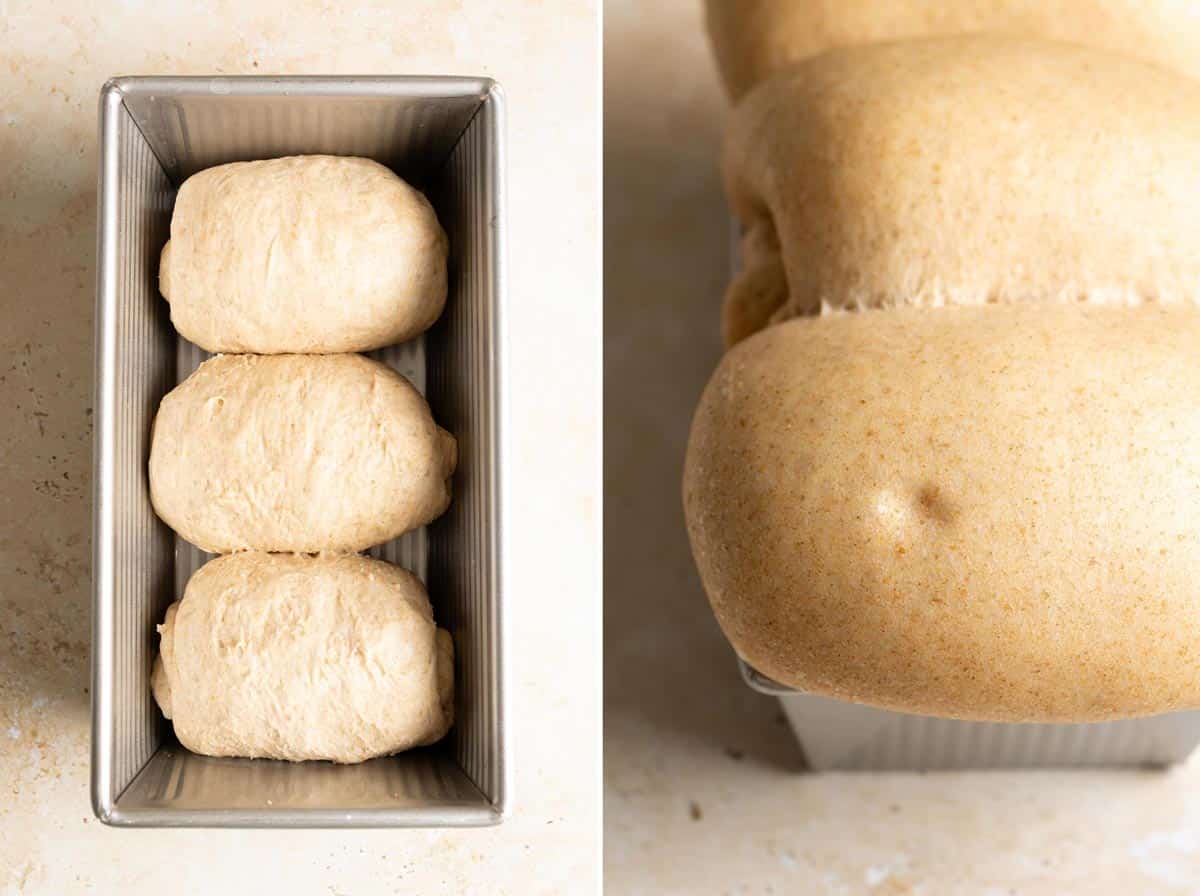 Whole wheat milk bread dough in loaf pan before and after proofing.