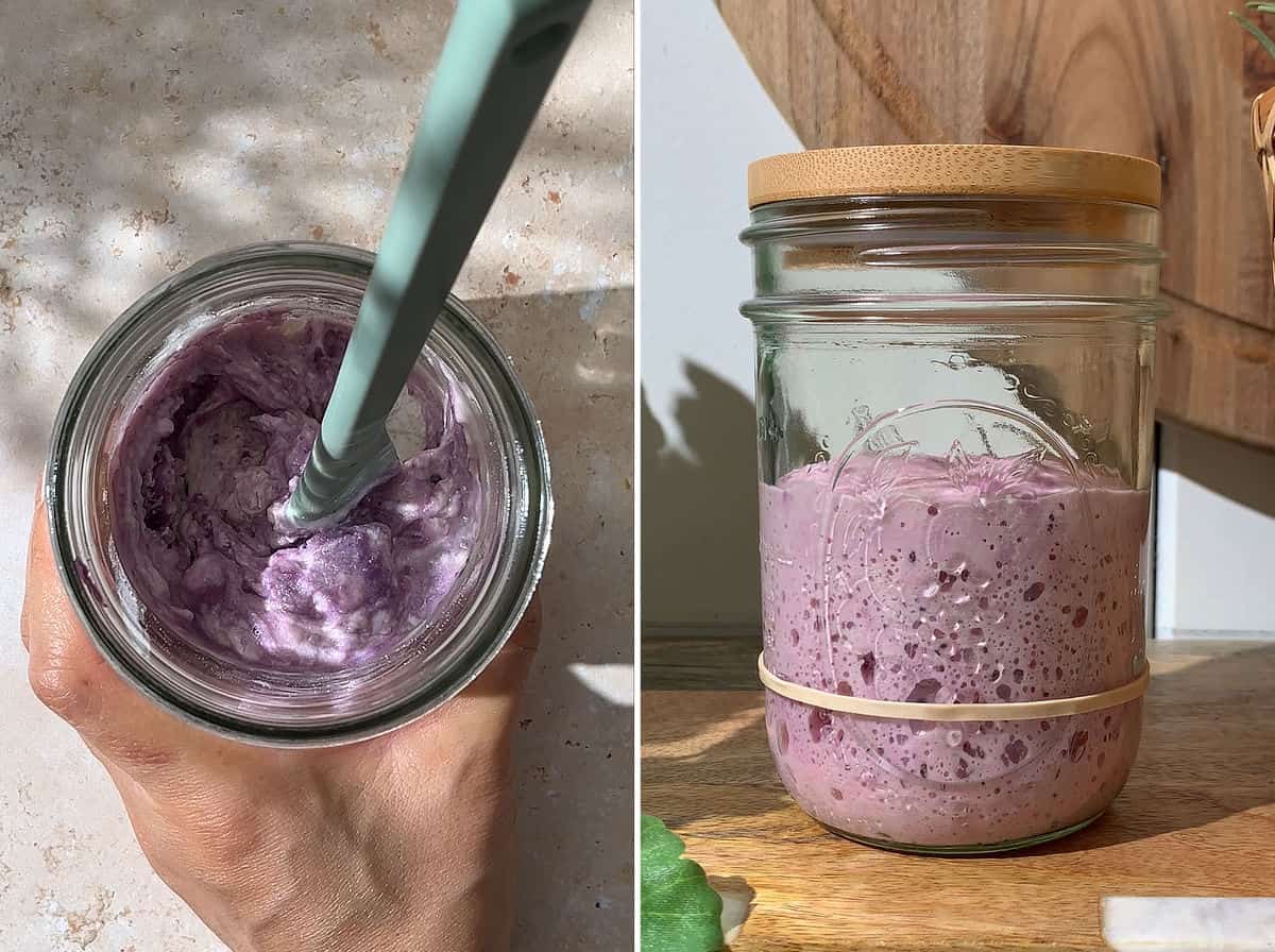 Mix purple sweet potato starter; starter rising in a glass jar.