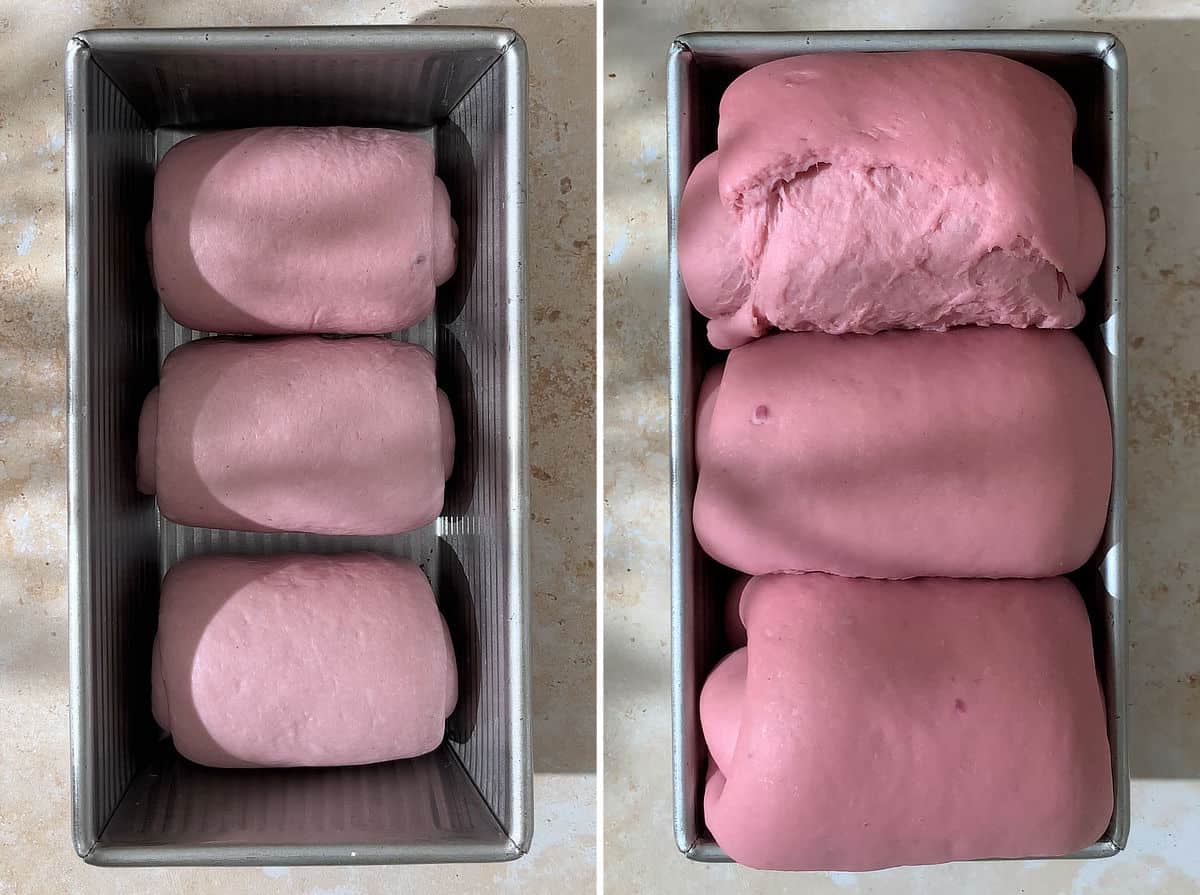 Purple sweet potato milk bread dough proofing in a metal loaf pan.
